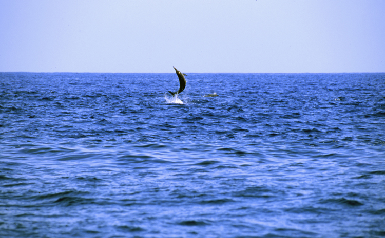 DIVING;UNDERWATER;Angelee;hawaii;F959_FACTOR 5A;dolphin;jumping